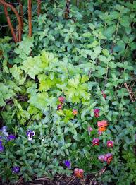 Plants to avoid pairing with strawberries. Companion Planting Archives The Desert Echo