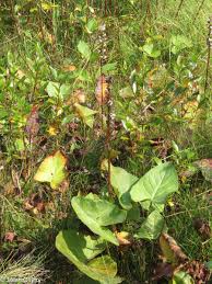 Image result for Ligularia sibirica