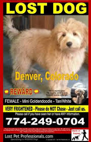 We have been raising show quality akc golden retrievers and goldendoodles since 2000. Denver Craigslist Pets