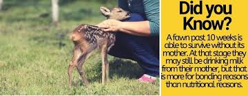 What can you feed deer. What Do You Feed A Baby Deer Fawn Baby Deer Care Sheet