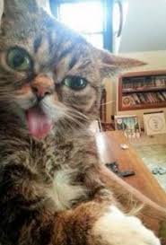 Top 10 Funniest Images Of Cats Pulling Faces Paperblog In 2020 Funny Cats Funny Animal Pictures Funny Animals