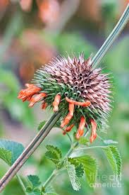 Image result for Leonotis