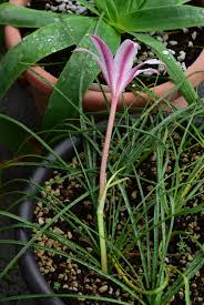 Image result for Crinum minimum