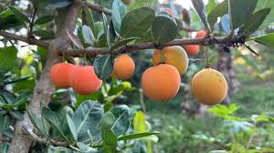 Image result for Garcinia livingstonei