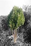 Trees – South African Reforestation Trust