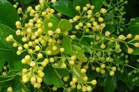 Kumpulan nama bunga dalam bahasa inggris beserta arti dan gambar. Pacar Cina Si Chinese Perfume Plant Berdaya Insektisidal Satu Harapan