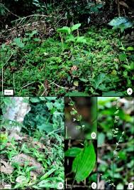 Image result for Pseudechinolaena polystachya