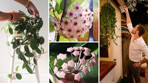 Image result for hoya plant flower