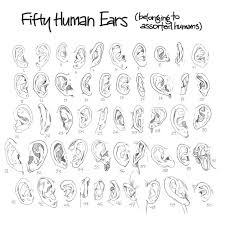 Pin By Adrian Hoover On Art Anatomy Ears Human Ear Anatomy Drawing Anatomy Reference You can edit any of drawings via our online image editor before downloading. anatomy drawing