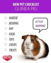 Pin On Guinea Pigs