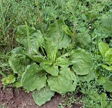 For this recipe, i used a lot of the common ingredients for natural weed killers: Broadleaf Plantain Northeastern Ipm Center