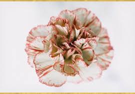 Maybe you would like to learn more about one of these? A Guide To Growing Carnations Ftd Com