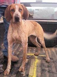 Black And Tan Coonhound Rescue Tennessee Adopt Ainsley Precious Tn On English Coonhound Coonhound Dogs