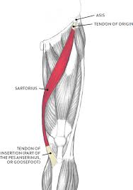 The muscles of the lower leg can divided into 3 main groups: Muscles Of The Leg And Foot Classic Human Anatomy In Motion The Artist S Guide To The Dynamics Of Figure Drawing