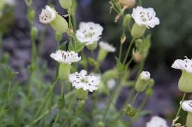 Image result for Silene abyssinica