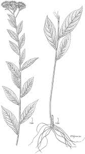 Image result for Vernonia amblyolepis