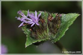 Image result for Elephantopus scaber