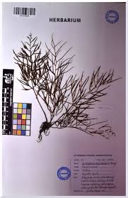 Image result for Parkeriaceae