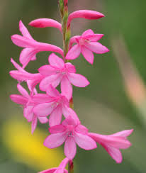 Image result for Watsonia