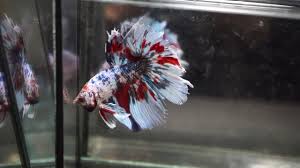 Fish · 9 years ago. Fancy White Blue Red Halfmoon Hm Male Betta Fish Youtube