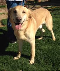 Adoptable Pet Retrievers And Friends Of Southern California Press Enterprise