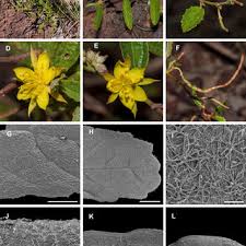 Image result for Malvaceae subfamily Grewioideae