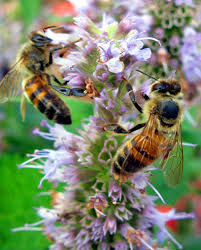Birds Do It Bees Do It Movie Green Roof Arbor Bee Keeping Bee I Love Bees