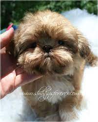Pin On Imperial Shih Tzu Puppies Alabama Imperial Shih Tzu Puppies For Sale Alabama