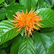 Image result for Justicia rodgersii