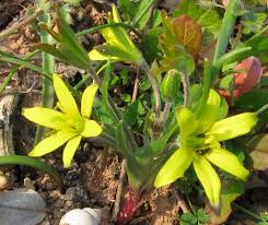 Image result for Landolphia villosa