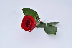 We did not find results for: Red Rose In Snow Love Symbol True Love Never Dies Winter Snowy Romantic Cold Frost Outdoors Flower Pxfuel