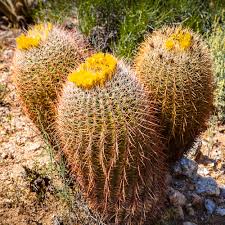 The rio moctezuma valley in. Cactus Removal Tempe Mesa Gilbert Arbor Care Tree Care