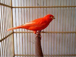Pakan Alami Burung Kenari Merah Agar Warna Bulu Tetap Cerah Burung Kenari Warna