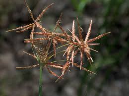 Image result for Cyperus maculatus