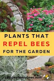 Plants that keep mosquitoes away includes lemongrass, bee balm, catnip, floss flower, basil, garlic, citronella, lavender, lemon balm, marigold, peppermint, rosemary, sage, scented geranium, pennyroyal. Plants That Repel Bees And Are Easy To Grow Carolina Honeybees