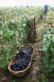 Un Panier De Raisins De Grenache Depose Dans Un Vignoble De Bourgogne France Bourgogne Est Celebre Pour La Production D Vin Vigne Vin De Bourgogne Vin Alsace