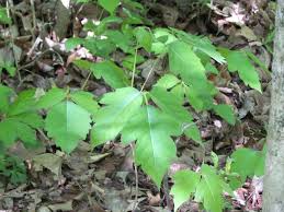 These selections evolved from europe and were hybridized with wild grape vines from america by cornell university researchers and new york agricultural college at ithaca and. Investigating Vines An Itchy Problem Seasons Flow