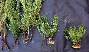 Rooting lavender in water or soil, plus tips, tricks and things to consider. How To Propagate Rosemary 2 Key Tricks Tastylandscapetastylandscape