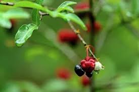 Image result for Ochna natalitia