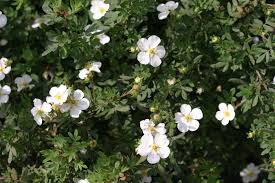 Short of fencing, not much works to keep them out. 22 Deer Resistant Plants Flowers Deer Proofing Tips Garden Design