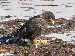 Striated Caracaras Are Quite Curious And Show Little Fear Of Humans Charles Darwin First Found That He Could Catch Them Wit Pet Birds Beautiful Birds Striated