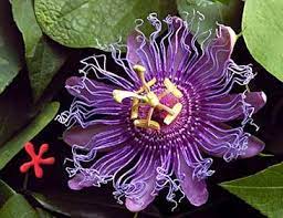 Zone 9 Tropicals Passiflora Incense Qt Passiflora Passion Flower Violet Flower