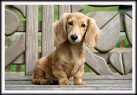 English Cream Long Haired Miniature Dachshund English Cream Miniature Dachshunds In Smooth Short Hair And L Dachshund Breed Clever Dog Long Haired Dachshund