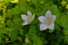 Image result for Wahlenbergia ramosissima