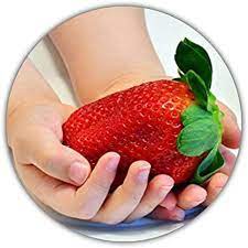 Maybe you would like to learn more about one of these? Giant Strawberries Fragaria Pineapple Strawberry Seeds 50 Seeds Largest Strawberry In The World Intensive Taste Vitamin Rich Amazon De Garden