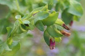 You entered the seed and coordinates correctly. Honeywort Cerinthe Major Wisconsin Horticulture