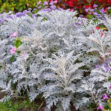 Image result for Cineraria mazoensis