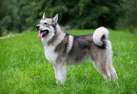 Celebuzz Large Dog Breeds Dog Breeds Expensive Dogs