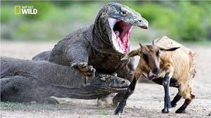 Apex Predators C S W D All animals need food to live. apex predators c s w d