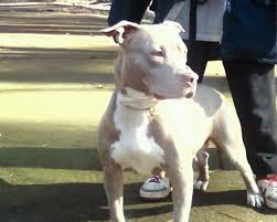 The blue nose pit bull should weigh within this range with the female slightly lighter by several pounds. Coulter S Outfit Excellent 100 Blue And Red Nose Razor S Edge Pitbull S Home Facebook